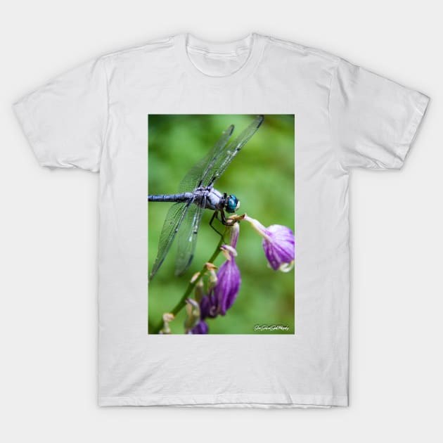 Dragonfly - series 2 T-Shirt by searchlight